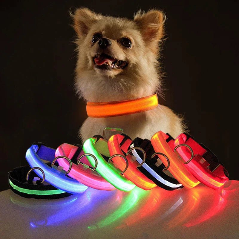 Dog wearing a glowing orange LED collar